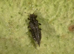 Close-up of a small, dark beetle with a shiny exoskeleton on a green leaf surface.