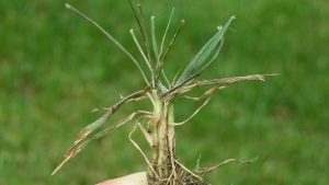 A plant with thin, wilting leaves and rotting roots, showing clear signs of Pythium Root Rot, held against a green background.

