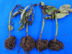 Four wilted plants with discolored, rotting roots, displayed against a bright blue background, showing signs of Pythium Root Rot infection.