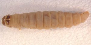 Close-up image of a red-banded mango caterpillar on a white background.