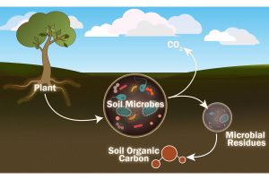 An infographic showing the relationship between soil microbes, plants, soil organic carbon, and microbial residues.