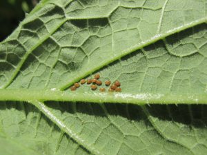 A cluster of squash bug eggs on the underside of a green leaf.