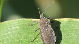 A squash bug crawling on a green leaf in a close-up, detailed view.