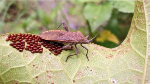 A squash bug on a leaf with clusters of reddish-brown eggs.