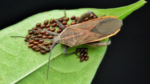 A close-up of a squash bug on a green leaf surrounded by clusters of small, dark brown eggs.