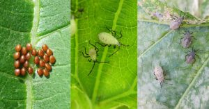 A close-up of squash bugs on a watermelon leaf, showcasing their distinct brown and gray bodies against the vibrant green foliage.