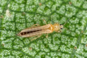 Close-up image of thrips on broccoli leaves, showing tiny insects and damage to the plant.