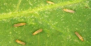 Close-up image of several small yellow-brown thrips on a green leaf surface.