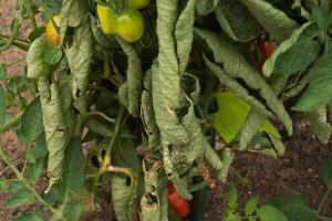 Tomato plant with curling, discolored leaves showing signs of disease.