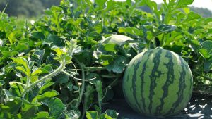  A thriving watermelon field with vibrant green vines and large, ripe watermelons scattered across the healthy soil. The plants appear lush and vigorous, showcasing the benefits of Metilo from Novobac, which promotes soil health and boosts crop vitality.