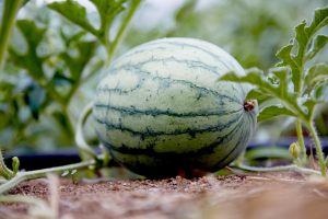 A lush, healthy watermelon field with vibrant green plants thriving in well-aerated soil. The soil exhibits signs of improved structure and moisture retention, indicating the benefits of Novobac, which enhances biological processes and nutrient turnover.