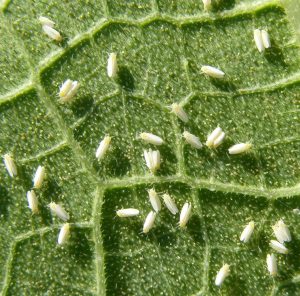 A close-up view of whiteflies on the leaves of a watermelon plant, showcasing small, white, flying insects clustered on the surface.