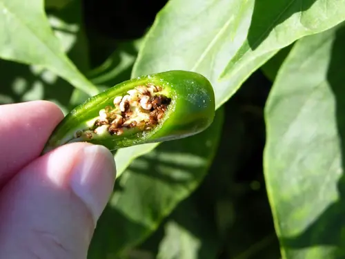 A green pepper cut open, revealing pepper weevil larvae and seeds inside the pod. 