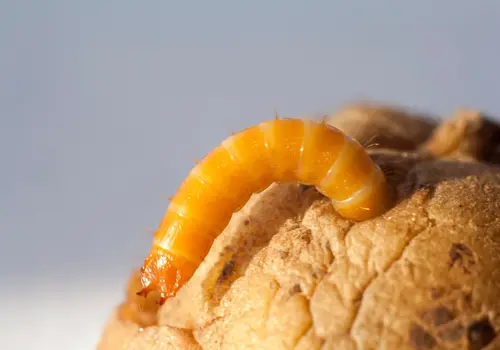 A wireworm partially burrowed into a potato. 