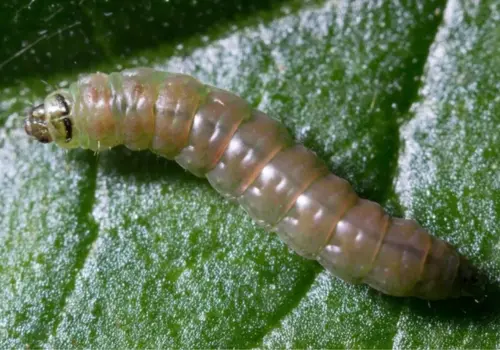 Close-up of a Tuta absoluta larva on a green leaf.