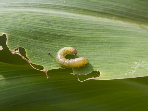 A green larva of the fall armyworm on a damaged green leaf with visible bite marks along the leaf’s edge.