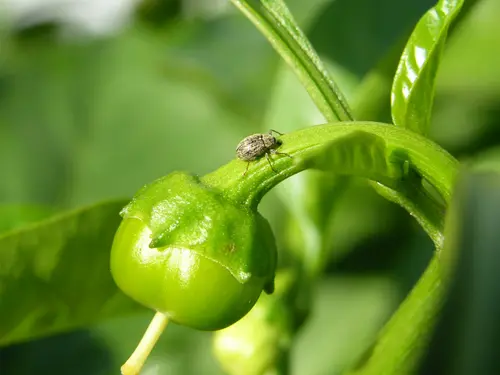 A pepper weevil resting on the stem of a small green pepper.