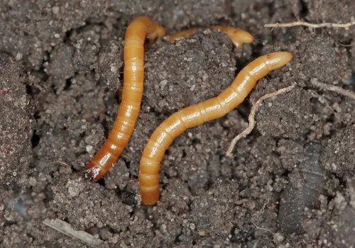 Two wireworms crawling in the soil.