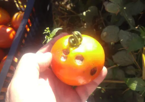 A pinworm crawling over a tomato surface.
