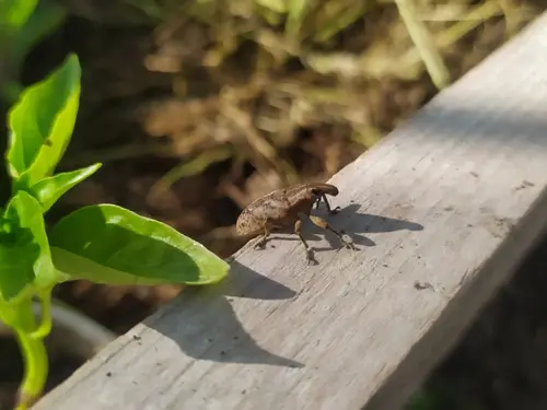 A pepper weevil sitting on a wooden surface near a young green pepper plant.