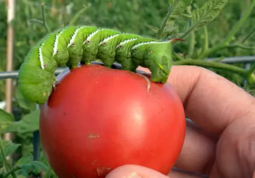 Tomato with pest damage holes held in hand.
