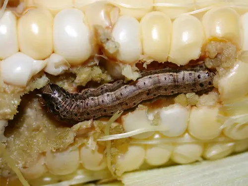 A fall armyworm larva burrowed into a corn cob, feeding on the kernels.