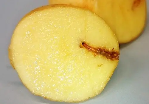  A wireworm emerging from the surface of a potato.