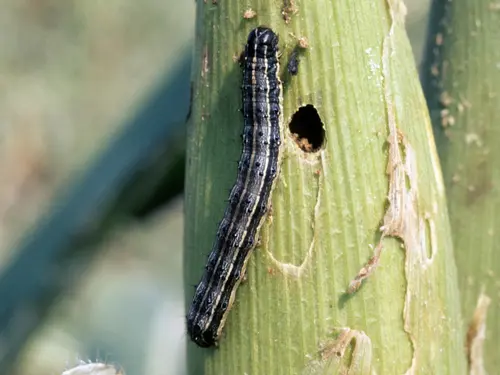 A fall armyworm larva on a maize stalk with visible feeding damage and boreholes.