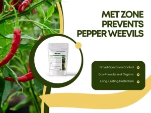 Met Zone prevents pepper weevils