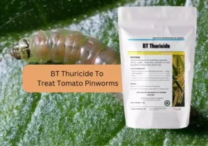 BT Thuricide bioinsecticide product displayed with a caterpillar on a tomato.
