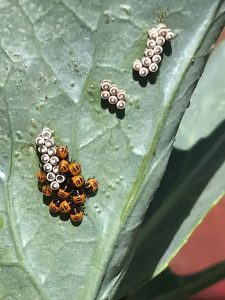 A cluster of harlequin cabbage bug eggs and newly hatched nymphs on a green leaf. The eggs are round and white, while the orange and black nymphs are gathered close together on the leaf.