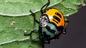 A harlequin cabbage bug with a distinctive orange and black pattern on its back, clinging to a deep green textured leaf.