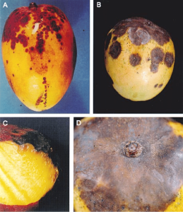 Four images showing different stages of anthracnose symptoms on mango fruit. The lesions range from small dark spots to large necrotic areas.

