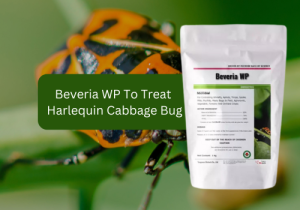 A promotional image for Beveria WP featuring a close-up of a harlequin cabbage bug on a plant stem. The product packaging is displayed to the right, with the text "Beveria WP To Treat Harlequin Cabbage Bug" highlighted over the image.