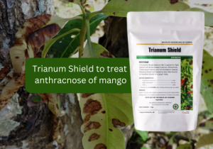 Promotional image for Trianum Shield with a background of mango leaves infected with anthracnose, showing lesions and damage. The product packaging is displayed prominently.

