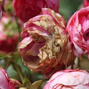 A close-up image of a pink rose affected by Botrytis blight, showing brown and wilted petals. The petals appear dry and discolored, particularly at the edges, indicating damage caused by the fungal disease.