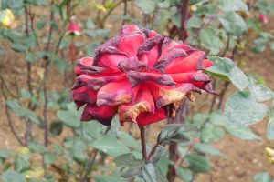 A red rose heavily damaged by Botrytis blight, showing blackened and wilted petals with browning at the edges.