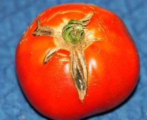 Close-up image of a ripe tomato with visible growth cracks around the stem. The cracks are concentrated at the top near the green calyx, with some discoloration along the cracks. The background is a blue fabric surface.