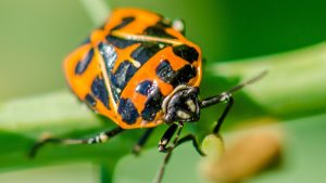  Close-up image of a harlequin cabbage bug with a bright orange and black patterned body, sitting on a green stem. The bug's detailed markings and sharp features are clearly visible.