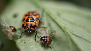  A close-up image of a harlequin cabbage bug and its nymphs on a damaged leaf. The bug has a distinctive orange and black pattern, and the leaf shows signs of pest activity, including small holes and discoloration.