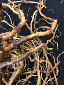 Close-up image of plant roots showing signs of decay and discoloration. Some roots are brown and shriveled, indicating damage from a disease or infection, while others appear twisted and tangled. The roots are displayed against a dark background for contrast.