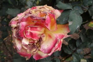 A close-up of a rose flower affected by Botrytis blight, showing discolored, wilted, and browning petals, particularly around the edges.