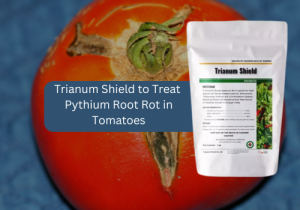 An image of a ripe tomato with growth cracks near the stem. Overlaid on the image is a package of "Trianum Shield," a product used to treat plant diseases. The text overlay reads, "Trianum Shield to Treat Pythium Root Rot in Tomatoes.