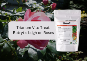 A promotional image featuring a rose plant in the background with a Trianum V product pack in the foreground. Text on the image reads: "Trianum V to Treat Botrytis blight on Roses.