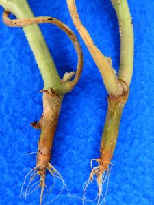 Close-up image of two plant stems affected by a disease, showing symptoms of root rot or stem degradation. The stems are discolored and brown near the roots, with some visible damage and decay, likely caused by a fungal or water-borne pathogen. The image is set against a bright blue background for contrast.