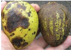 Two mango fruits showing severe anthracnose infection, with large dark lesions and rough, cracked skin held in hand.