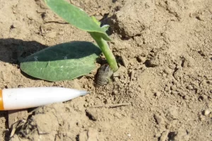 Cutworms causing harm to vegetable plants