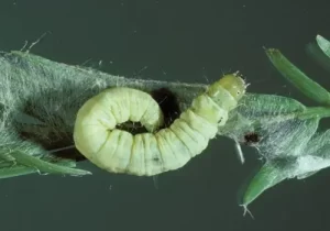 Close-up of a Fruit Tree Leafroller Caterpillar on a green leaf.