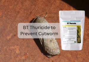 Packet of BT Thuricide insecticide to prevent Cutworm infestations. 