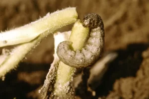 Infestation of cutworms in vegetable garden